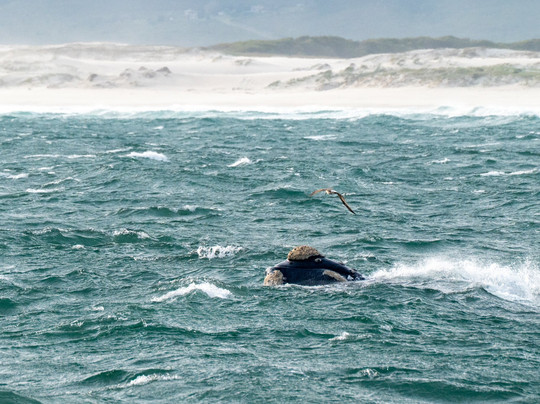 African Moon Adventures-开普敦必去景点