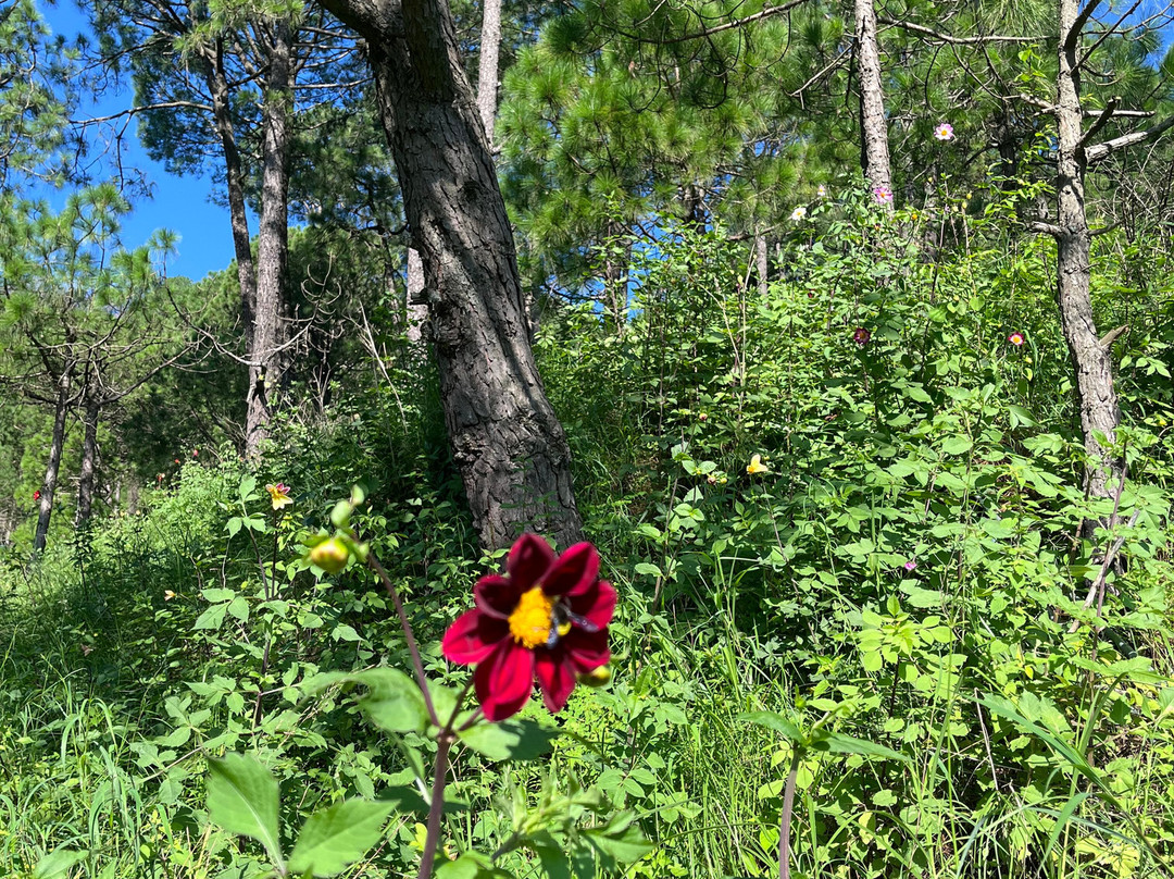 Kasauli Nature Walks With Vanita-Kasauli必去景点