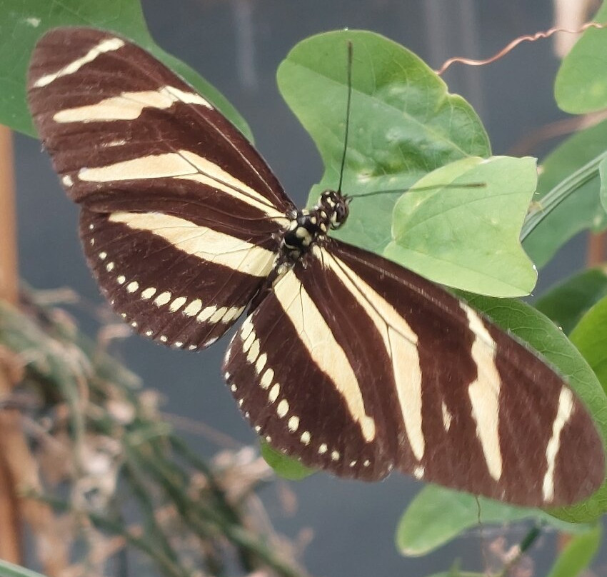 Oranjerie De Groene Parel Den Helder-登海尔德必去景点