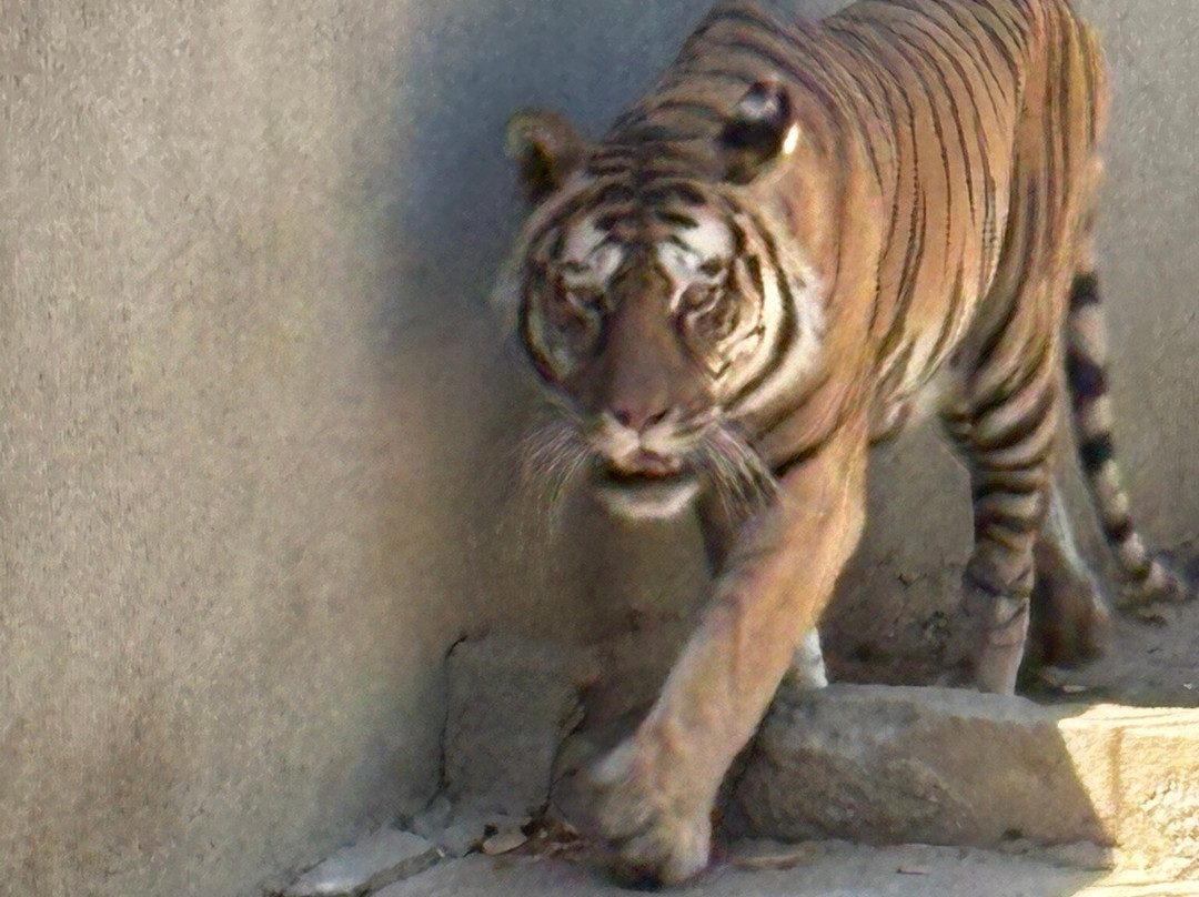 Parcul Nicolae Romanescu-克拉约瓦必去景点