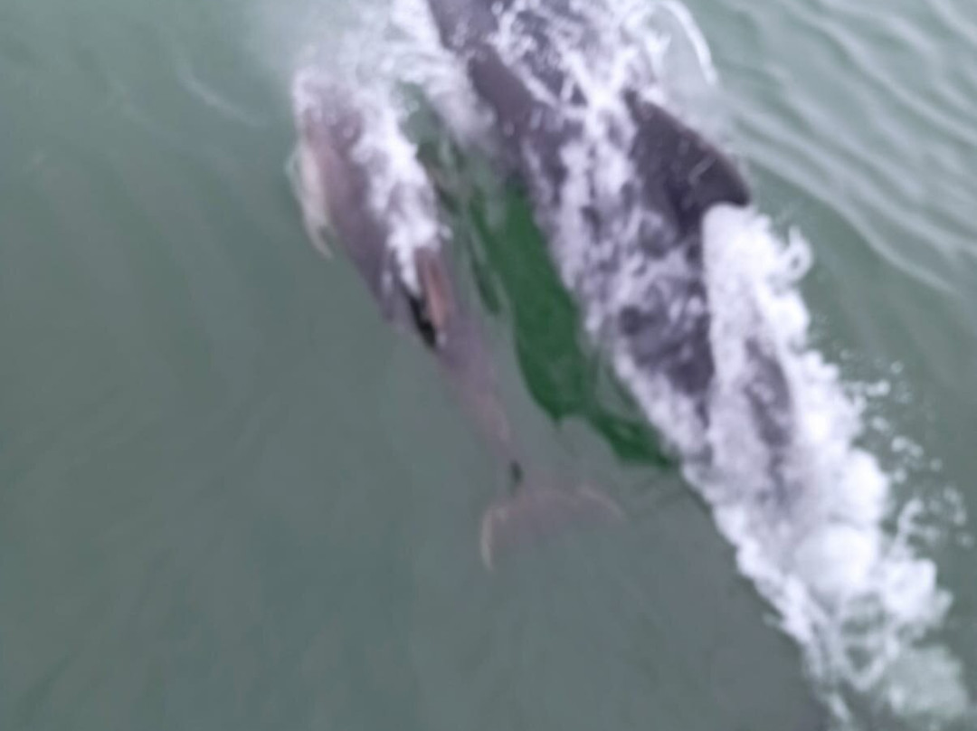 Dolphin Discovery-Kilrush必去景点