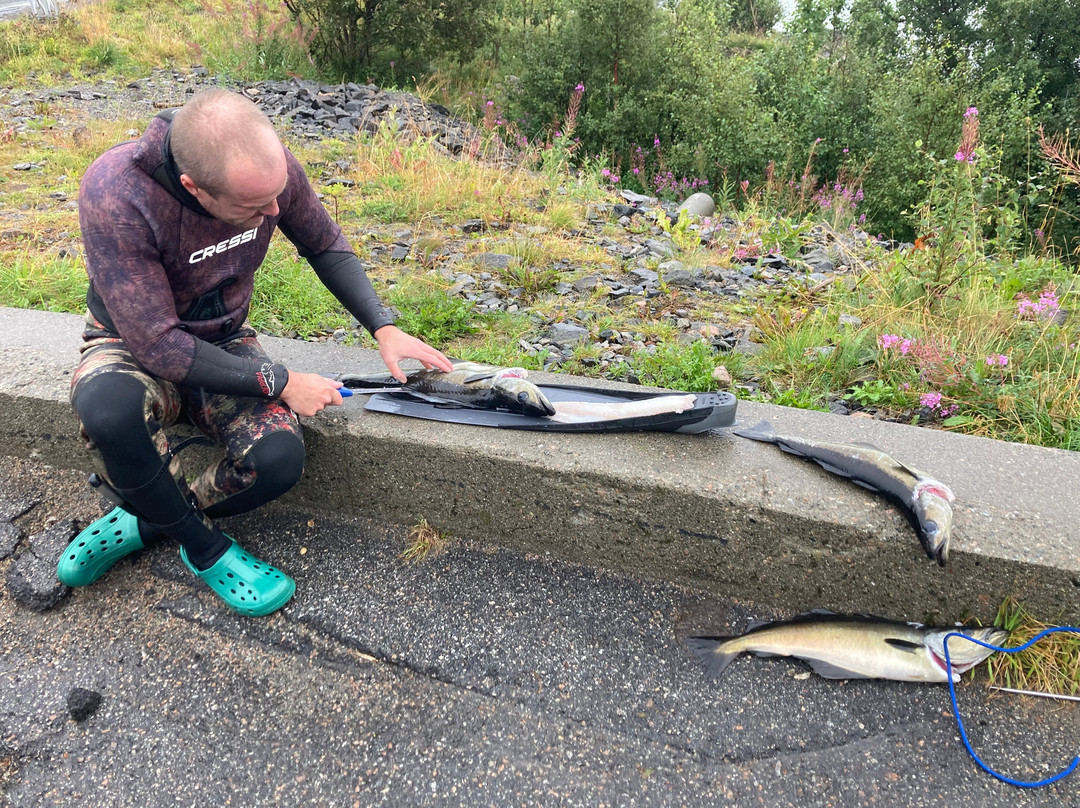 Arctic Spearfishing & guided fishing-Ballstad必去景点