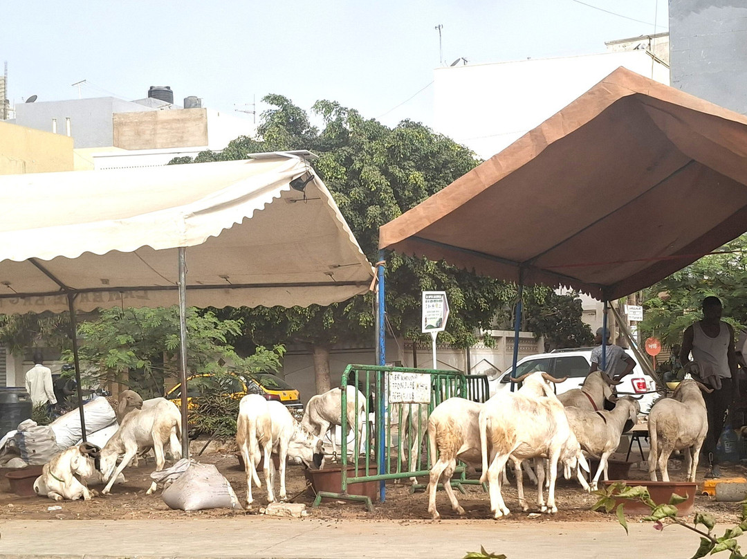 Excursions Départ Hôtel Riu Baobab-Ponto必去景点