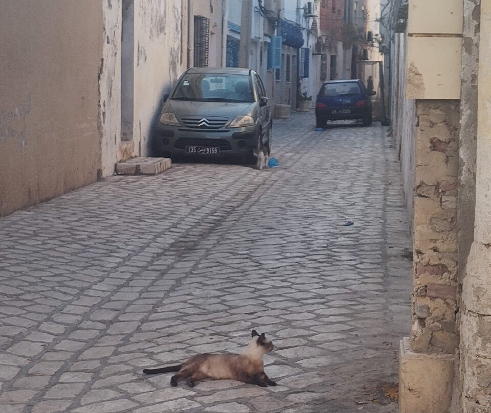 Monastir Medina (old Town)-摩纳斯特必去景点
