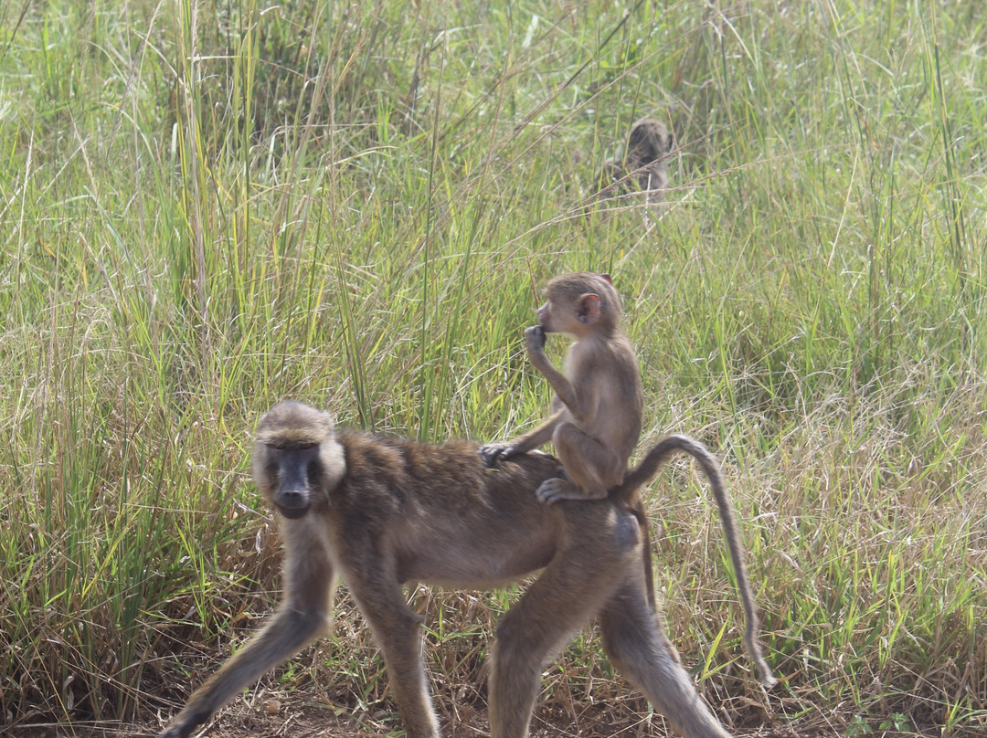 Kelvin Safaris-Mikumi必去景点