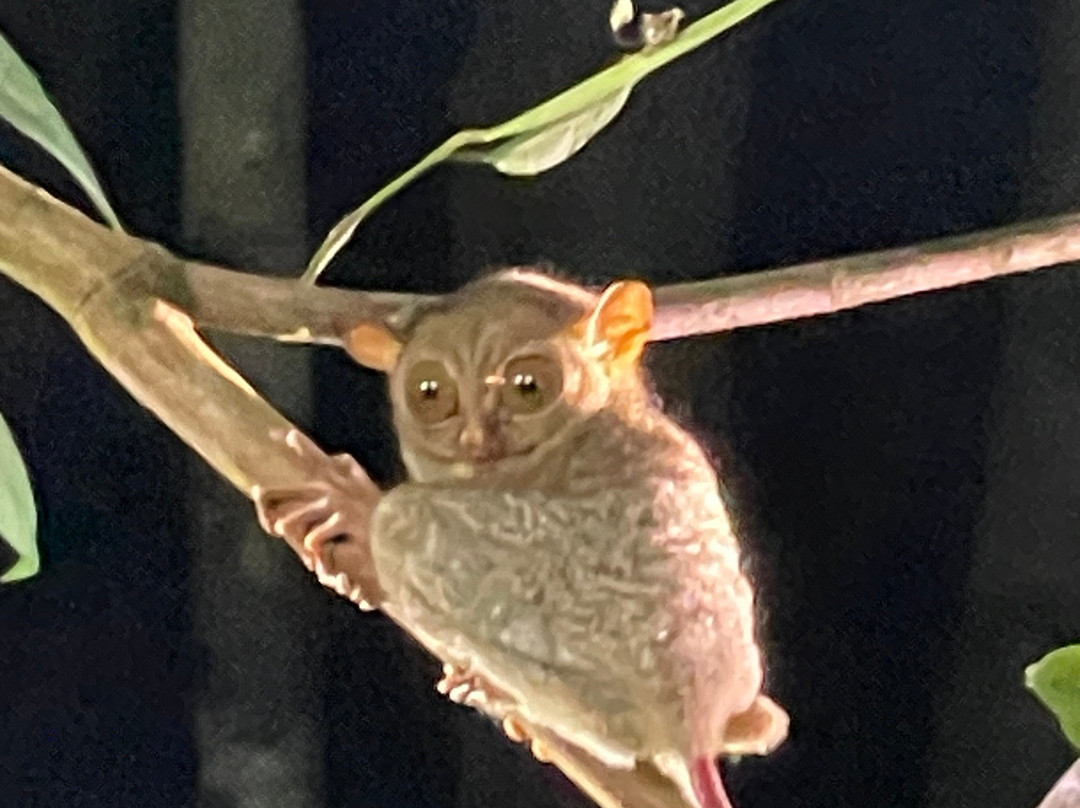 Peramun Hill-勿里洞岛必去景点