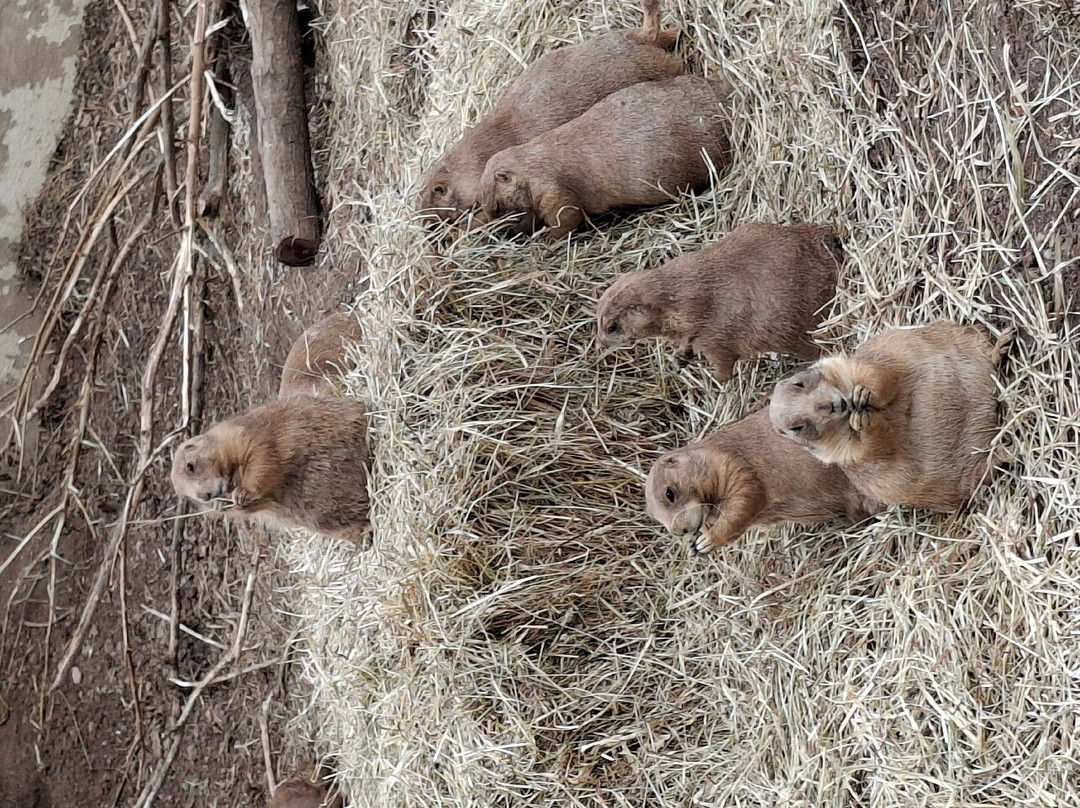 Ochsner Park Zoo-巴拉布必去景点
