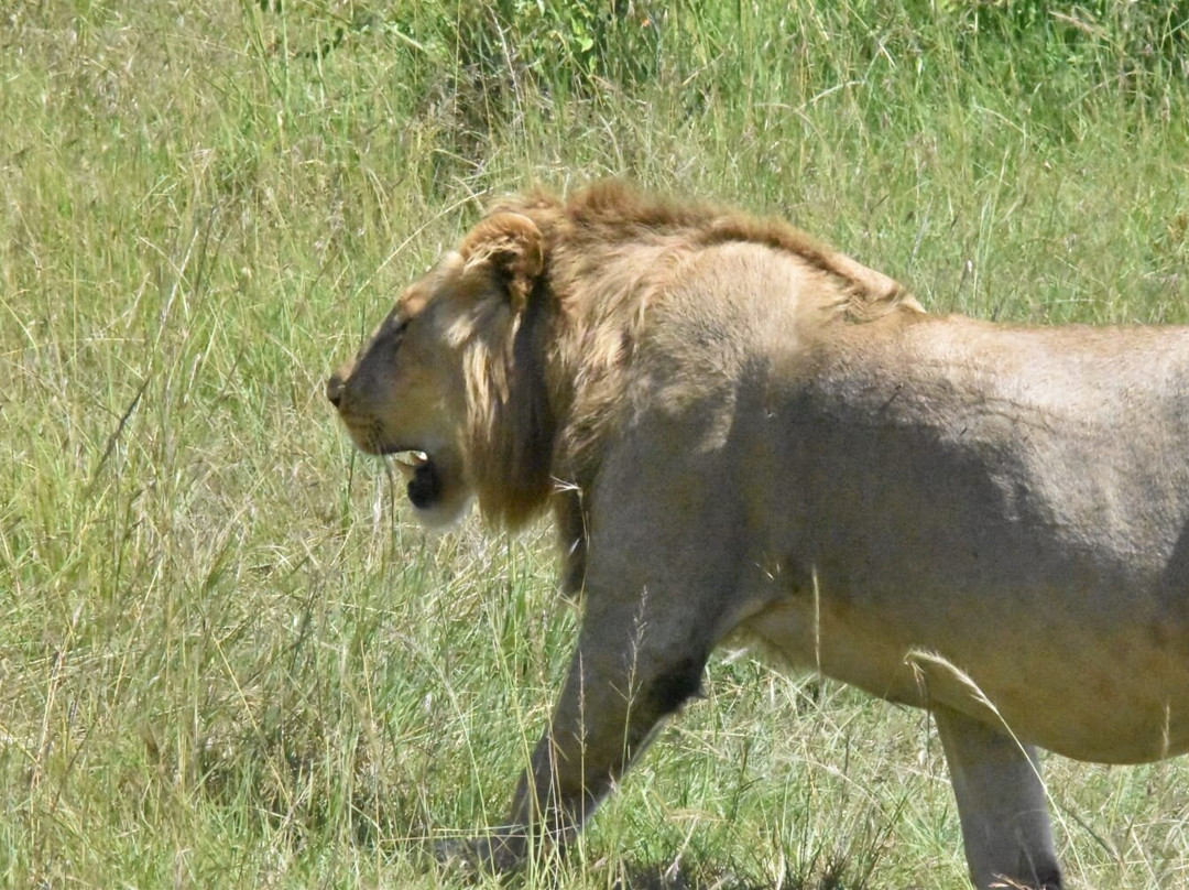 Mamistravel Safaris-蒙巴萨必去景点