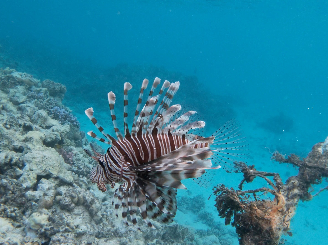 Marsa Mubarak-马萨阿拉姆必去景点