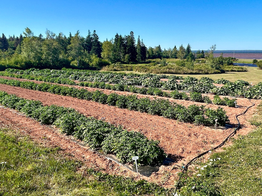 Amherst Shore Country Inn主图