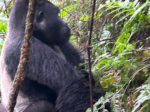 Gorilla Tours-坎帕拉必去景点