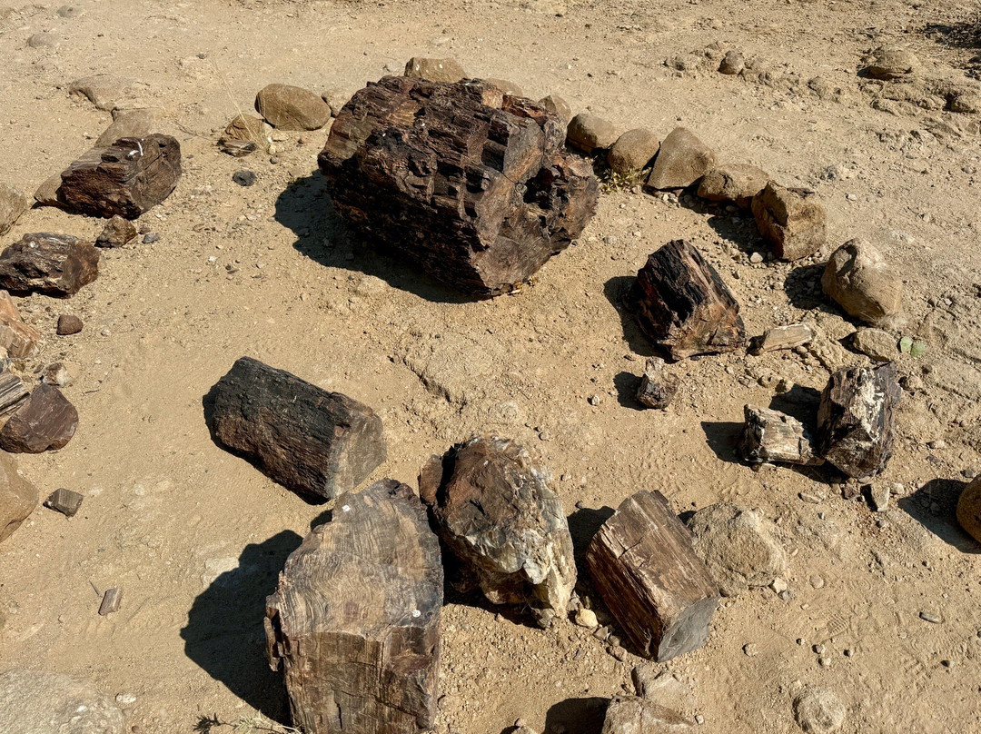 Petrified Forest-Khorixas必去景点