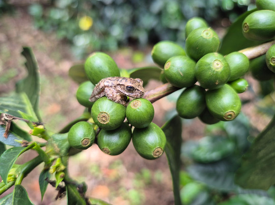 Panamadventure Travels and Tourguide services-波魁特必去景点