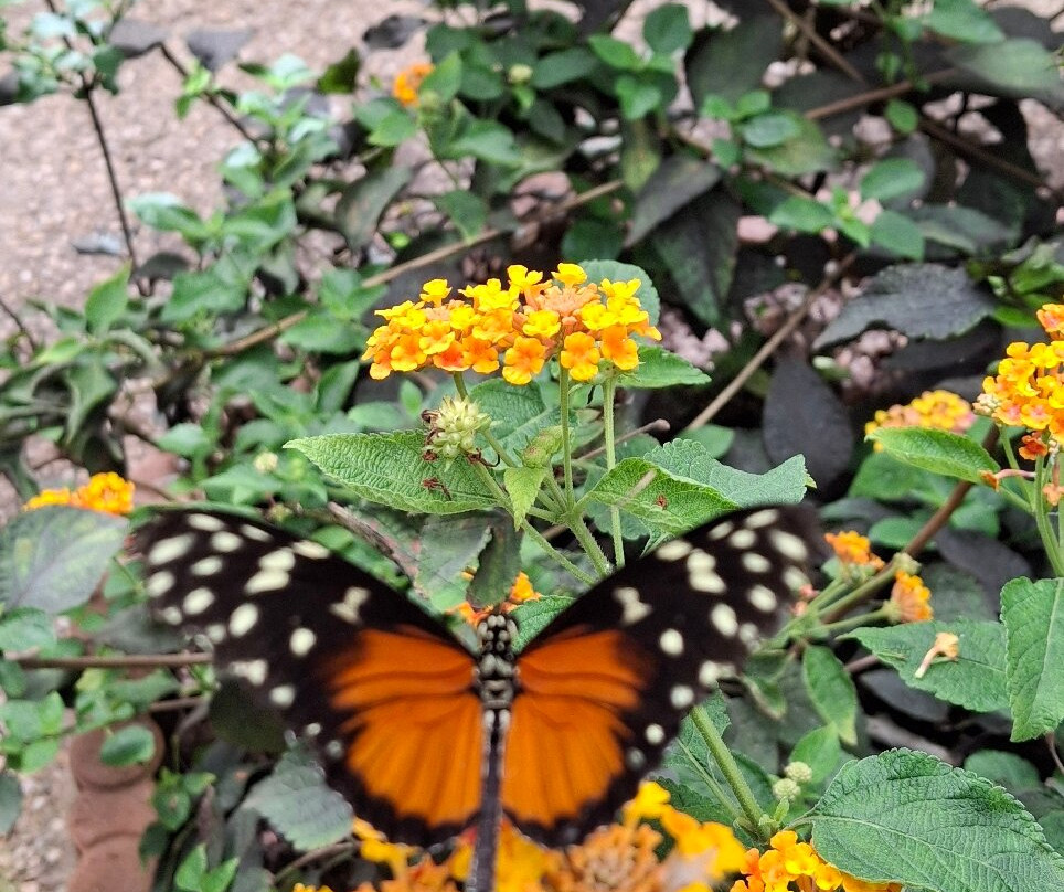 L'Ile aux Papillons-La Gueriniere必去景点
