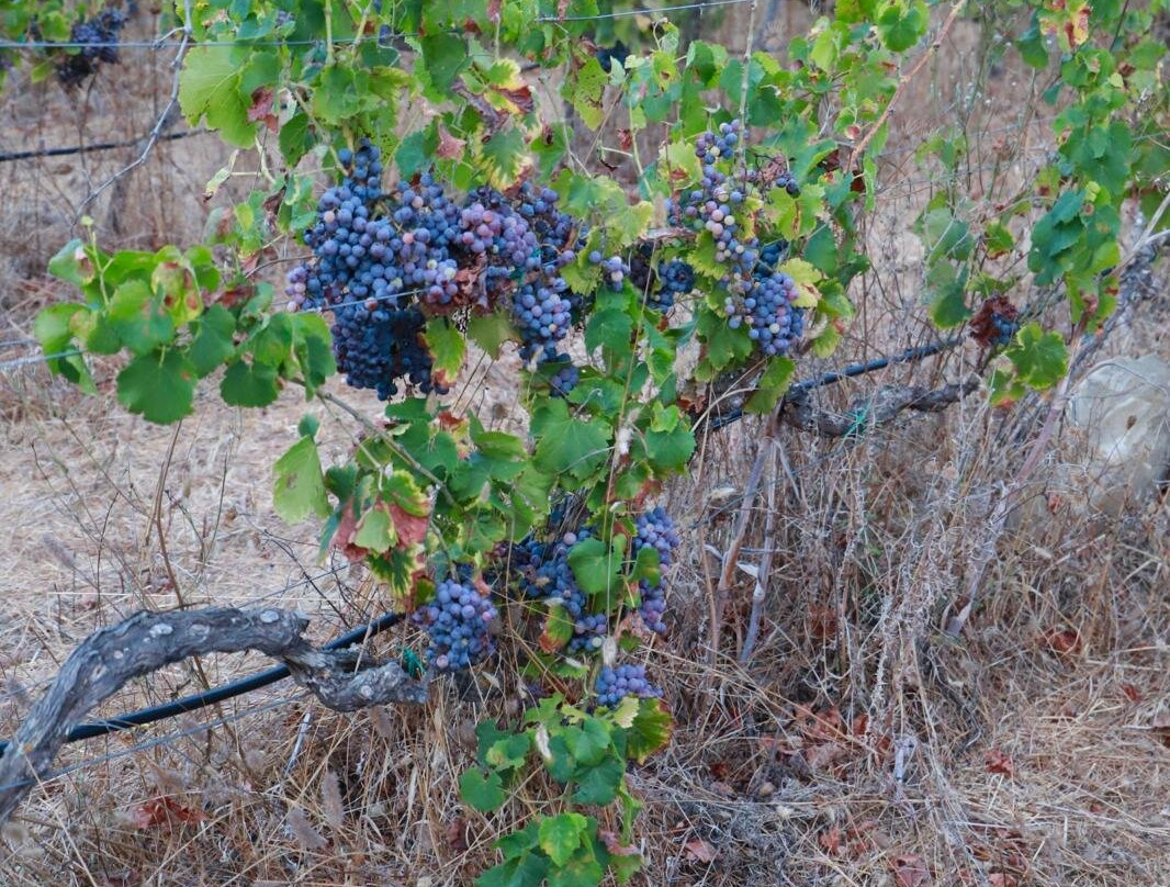 Colline del Vento-维拉西谬斯必去景点