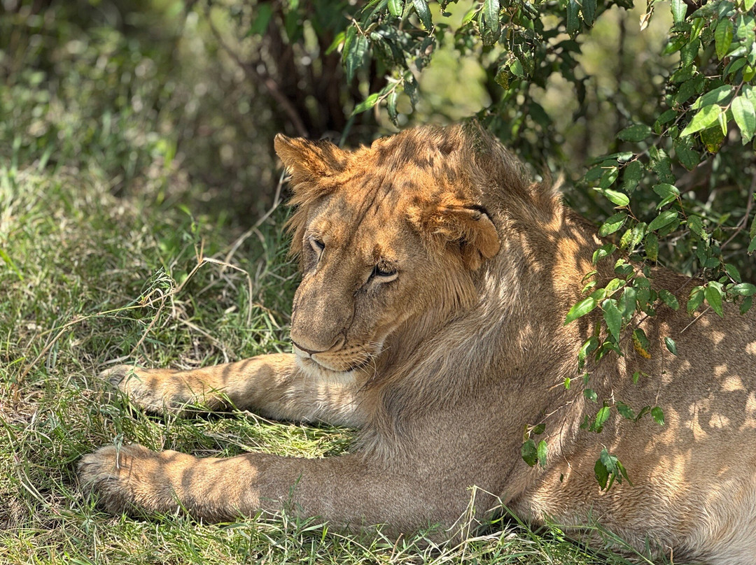 Leopard Orchid Safaris-内罗毕必去景点