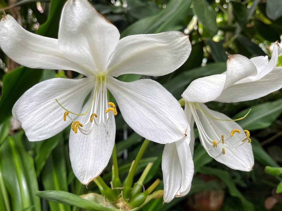 史密斯学院热带植物园-北安普敦必去景点