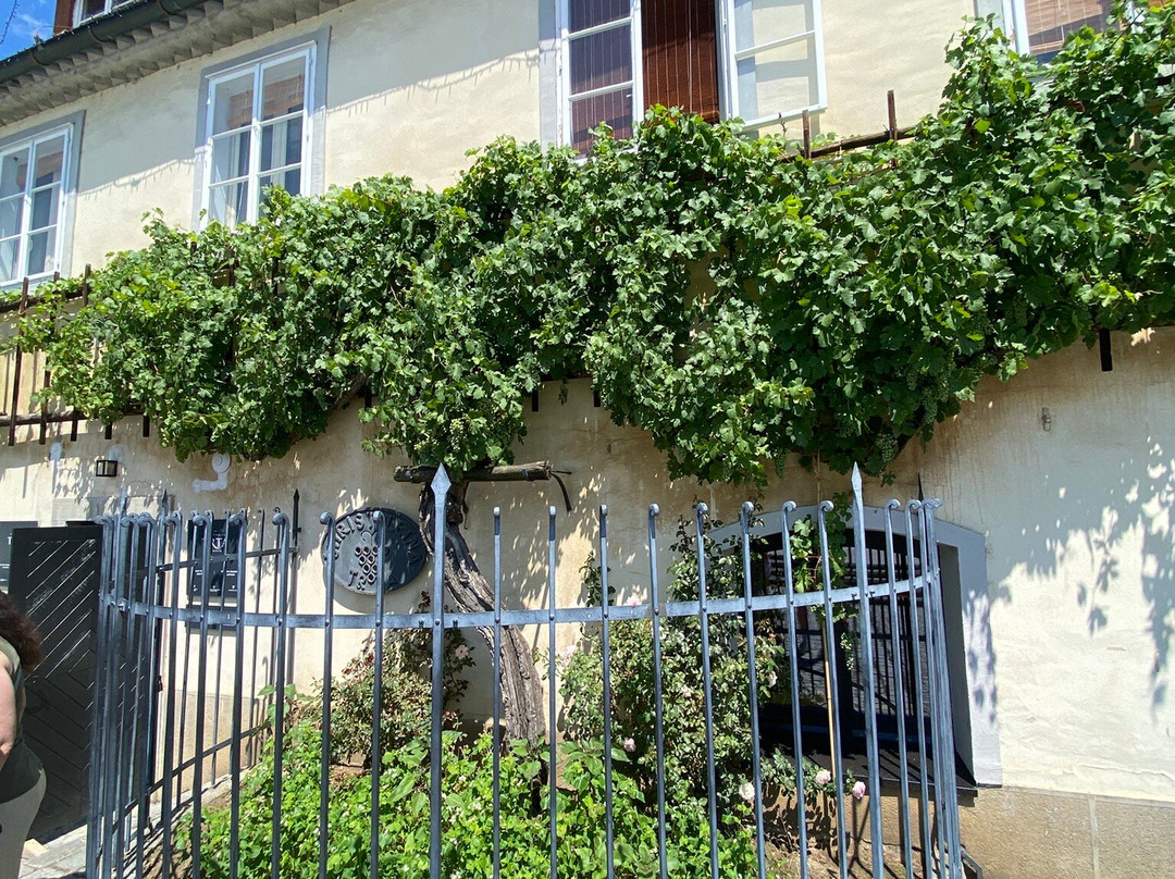 Old Vine House-马里博尔必去景点