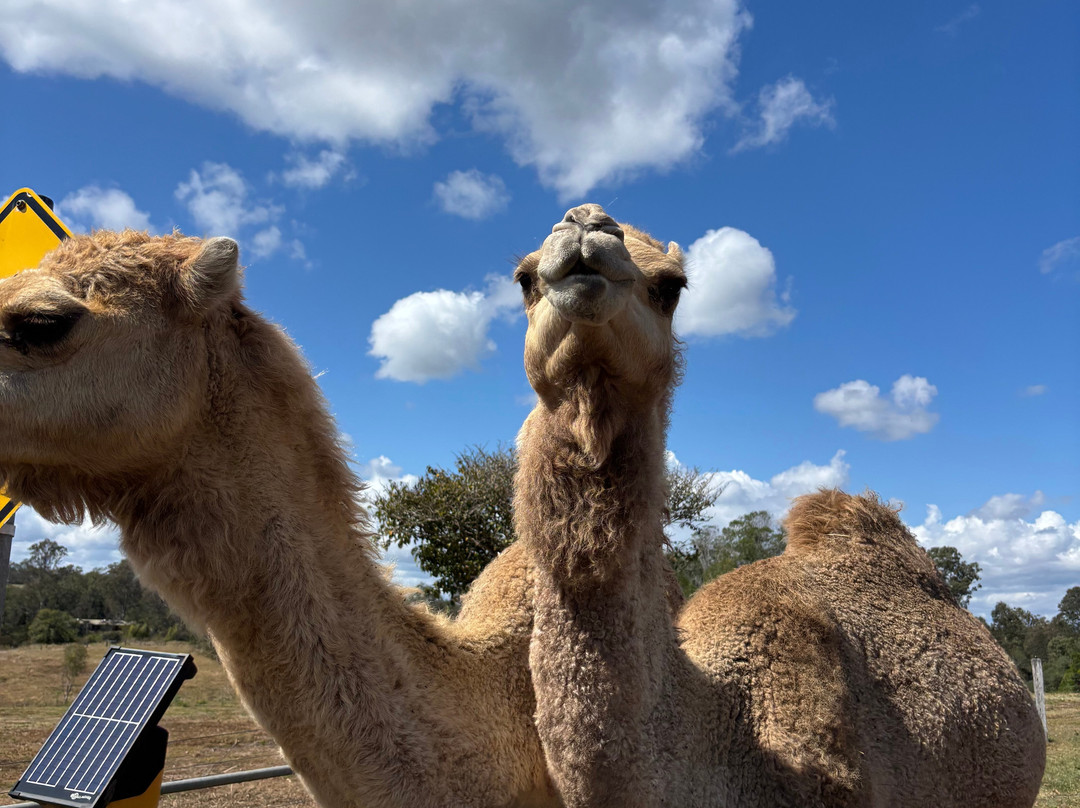 The Llama Farm-伊普斯威奇必去景点