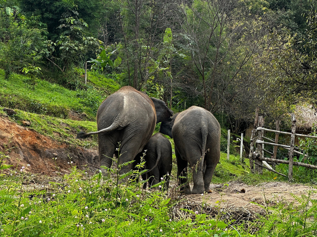 Pon Elephant Thailand-清迈必去景点