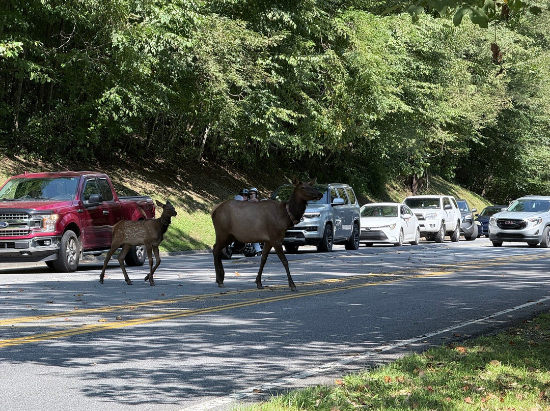 Great Smokies Inn主图