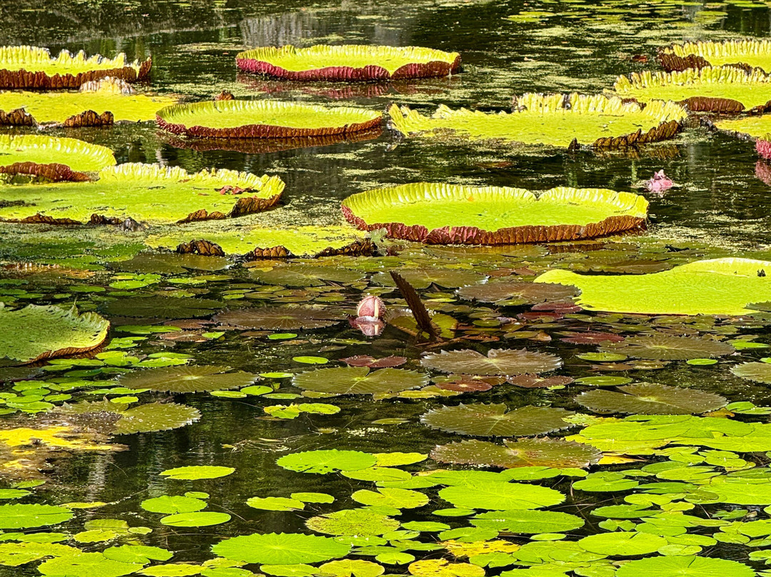 Antonio Taxi Mauritius-Palmar必去景点