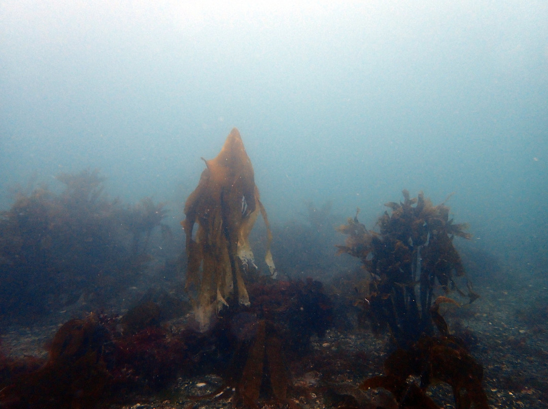 Porthkerris Divers-St Keverne必去景点