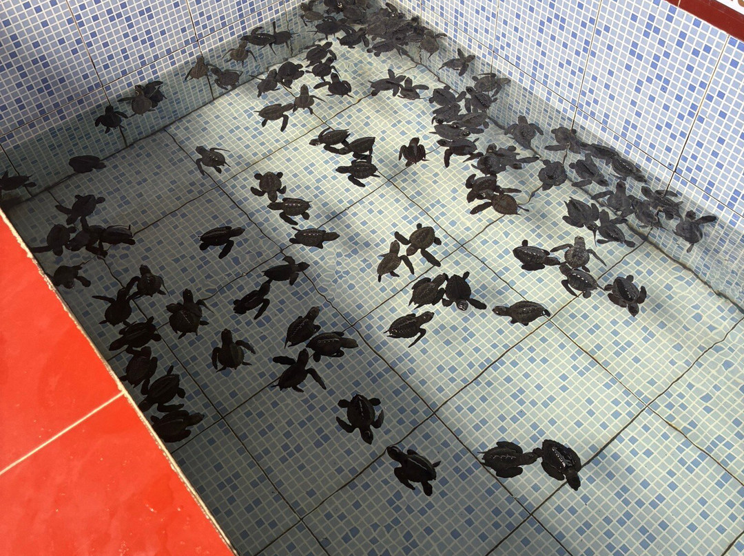 Green Bikes Bali-达巴南必去景点