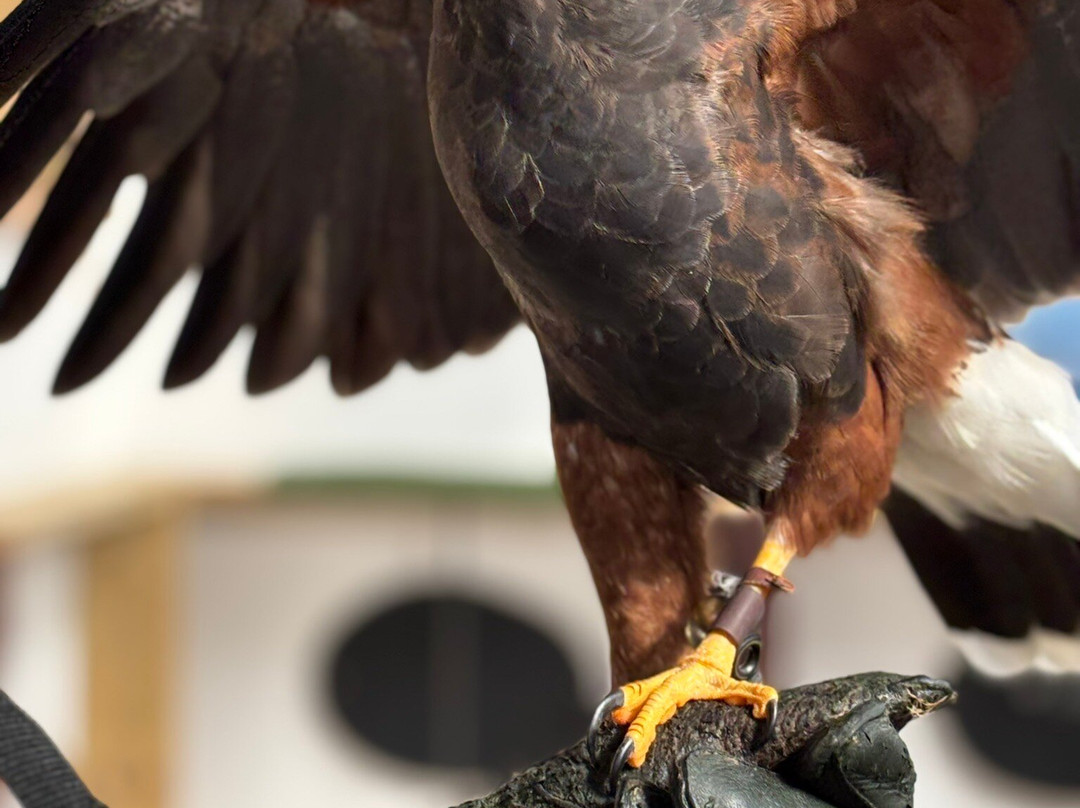 Ireland's School of Falconry-康镇必去景点