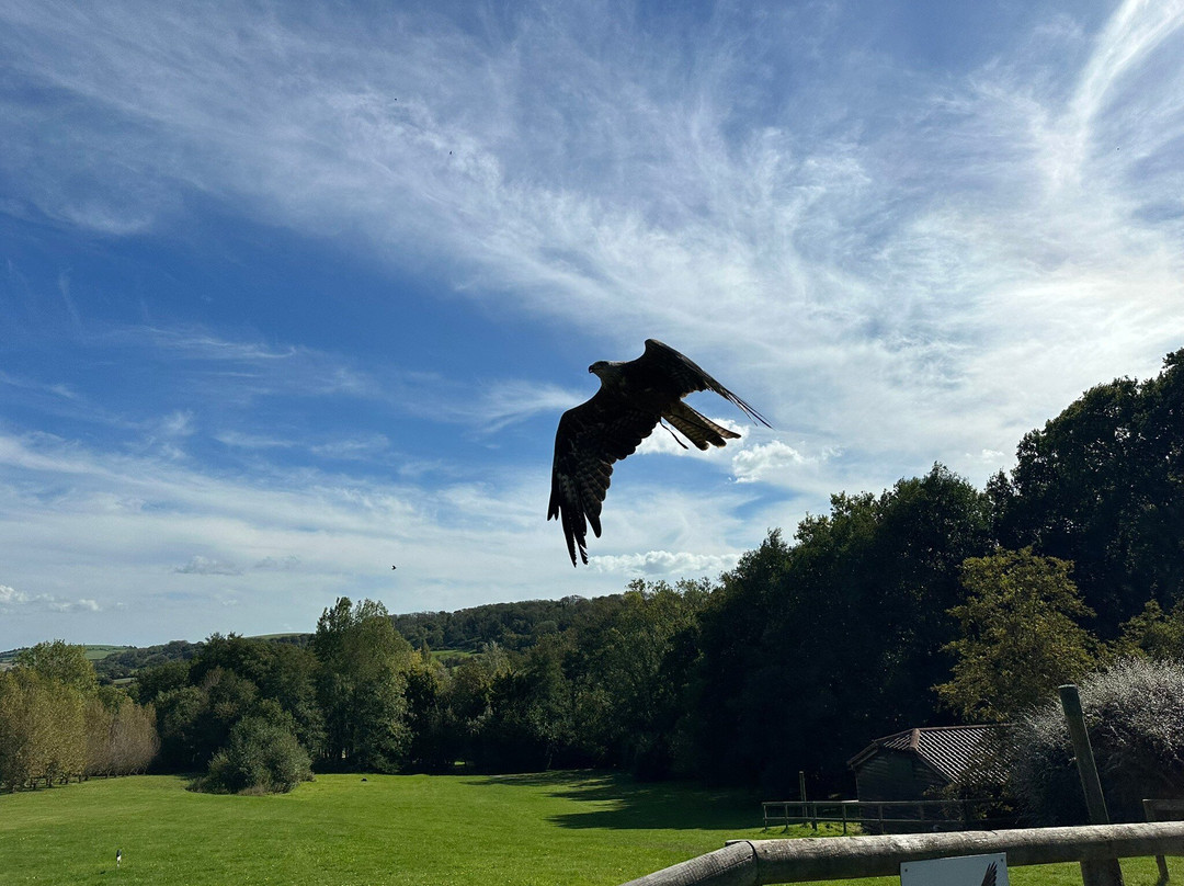 The Falconry Experience-纽波特必去景点