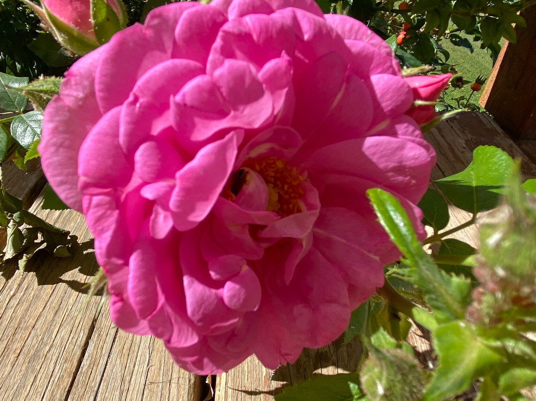 The Boathouse In Burley