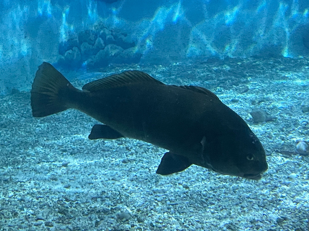 Jenkinson's Aquarium-波因特普莱森海滩必去景点