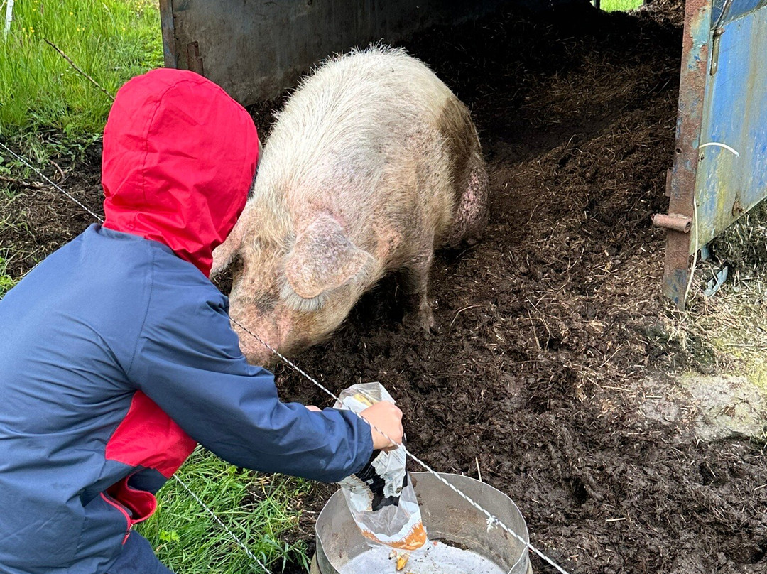 Ireland West Farm Stay-Charlestown必去景点