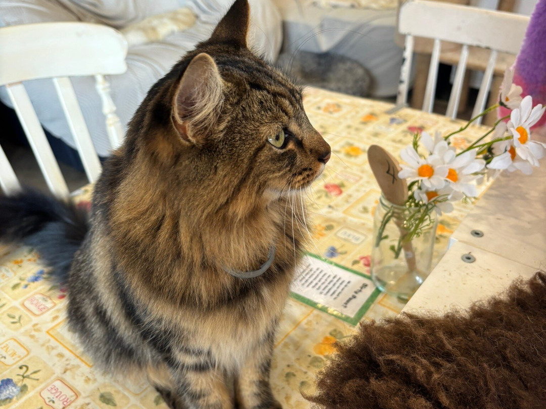 Alpaca Trekking Cornwall-康沃尔必去景点