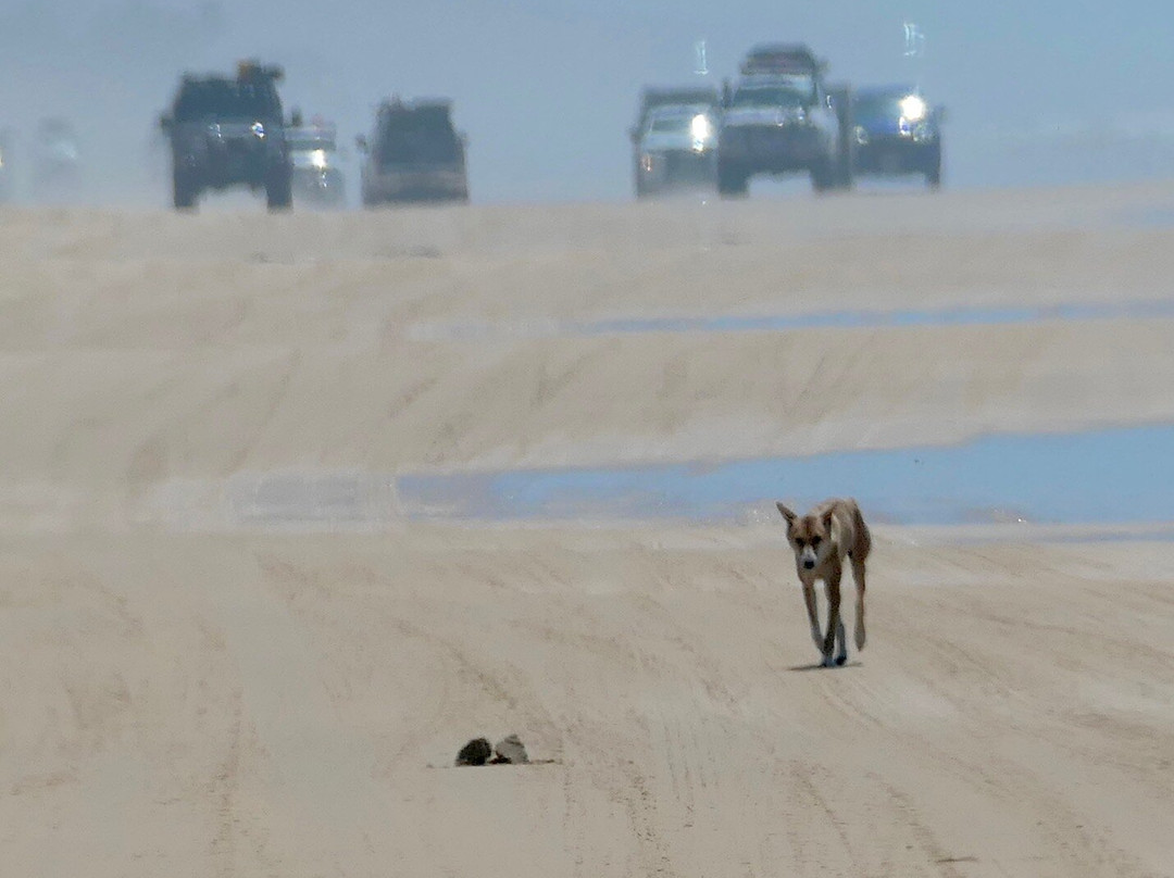 Fraser Experience Tours-赫维湾必去景点