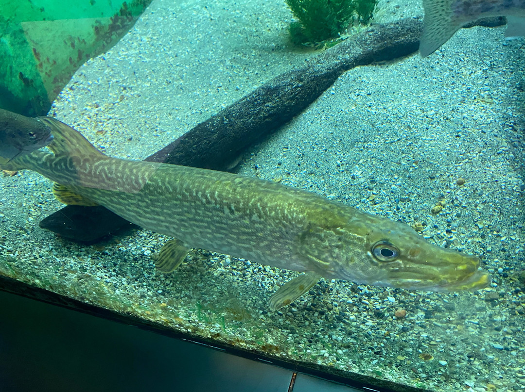 艾伯塔皇家博物馆-埃德蒙顿必去景点