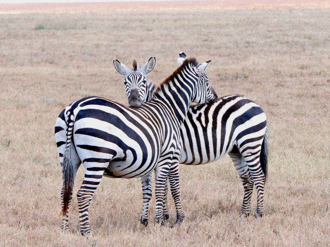 Usaka African Adventures-阿鲁沙必去景点