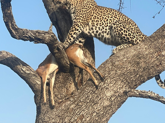 Anywhere in Africa Safaris-开普敦中心区必去景点