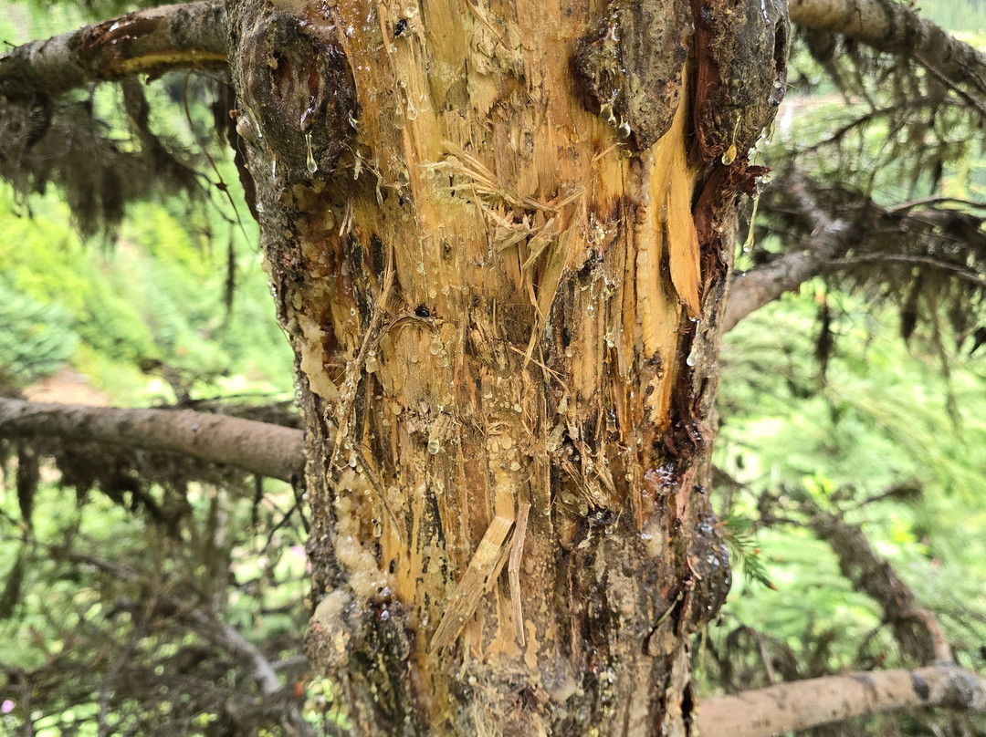 Alpenglow Mountain Escapes-Nakusp必去景点