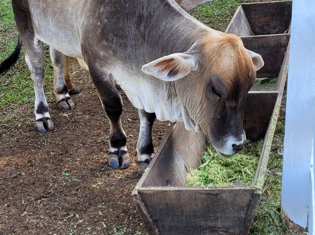 Hotel Fazenda M1主图