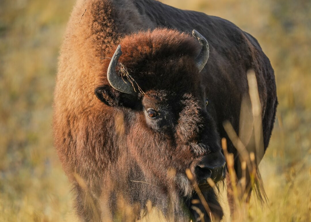 Bison Paddock Loop Road-沃特顿湖国家公园必去景点