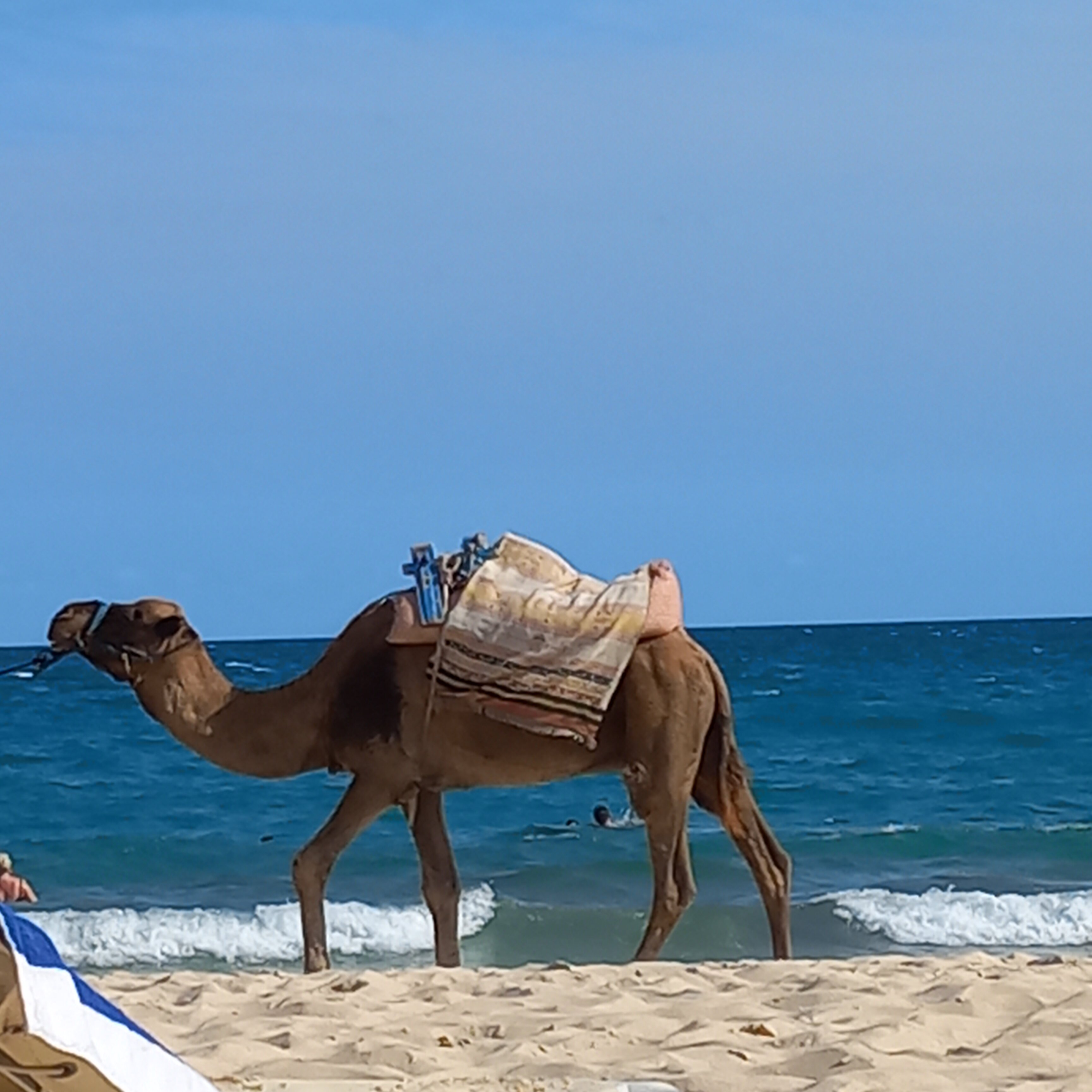 伊波罗之星贝利塞尔酒店-泳池