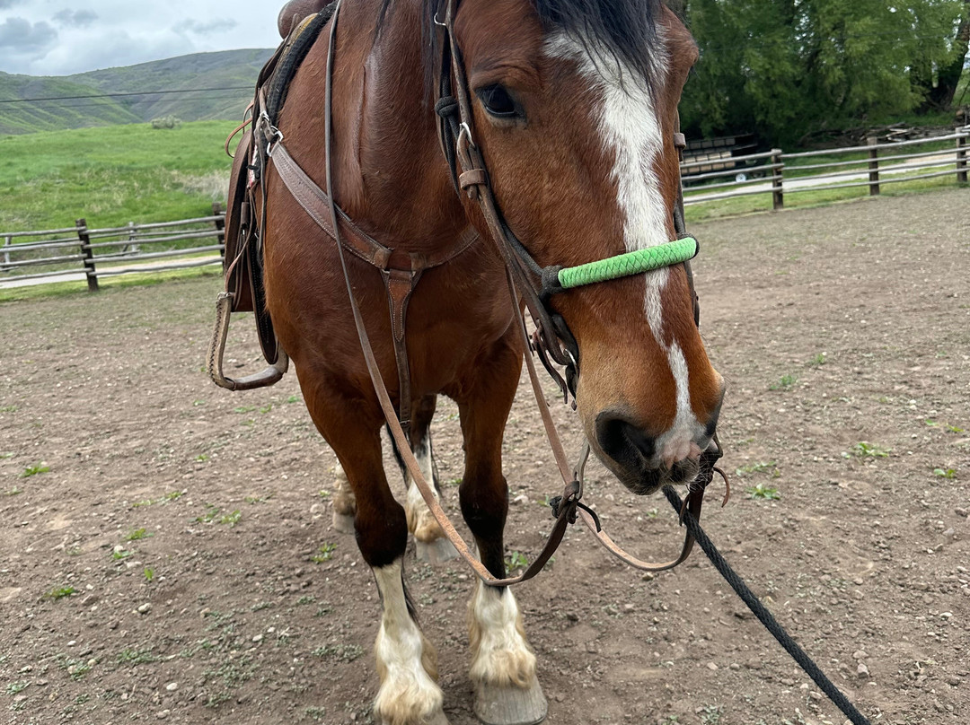 Rocky Mountain Outfitters-Midway必去景点