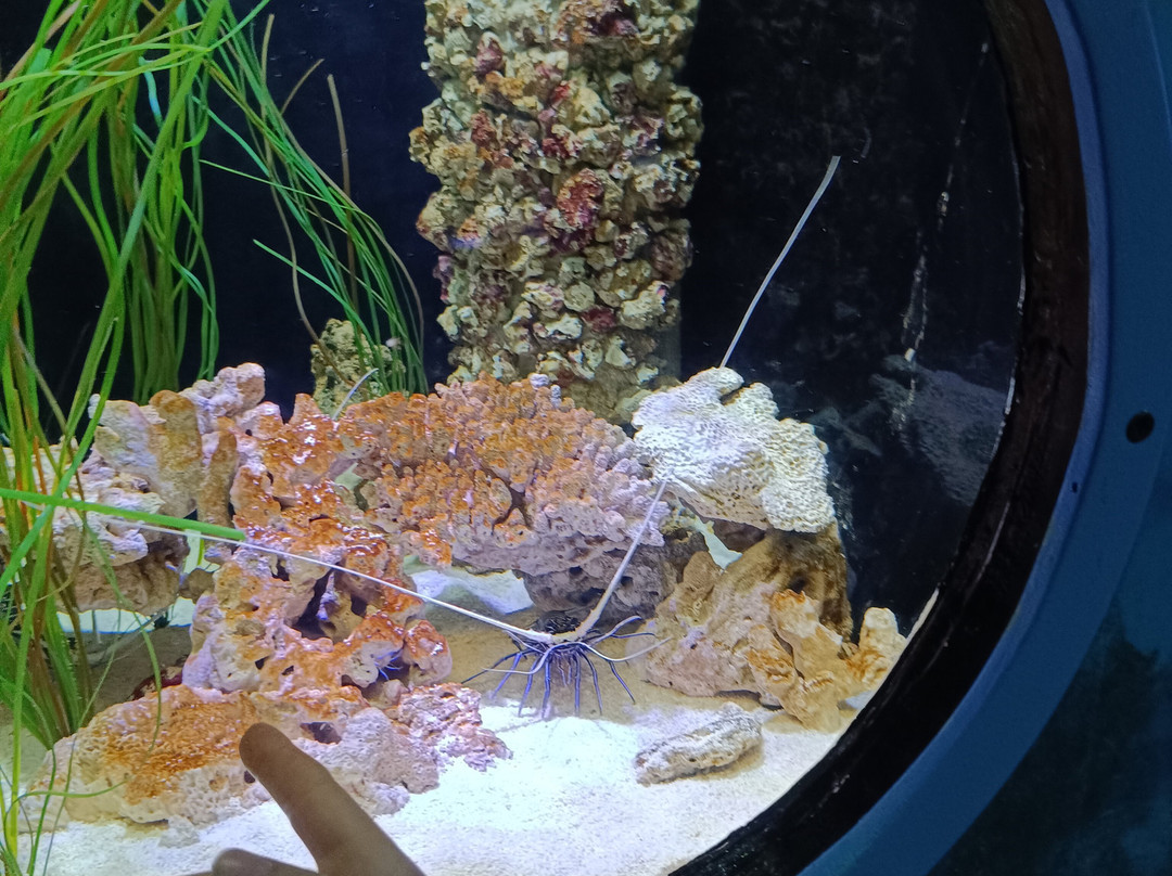 Gardaland SEA LIFE Aquarium-卡斯泰尔诺沃德尔加尔达必去景点