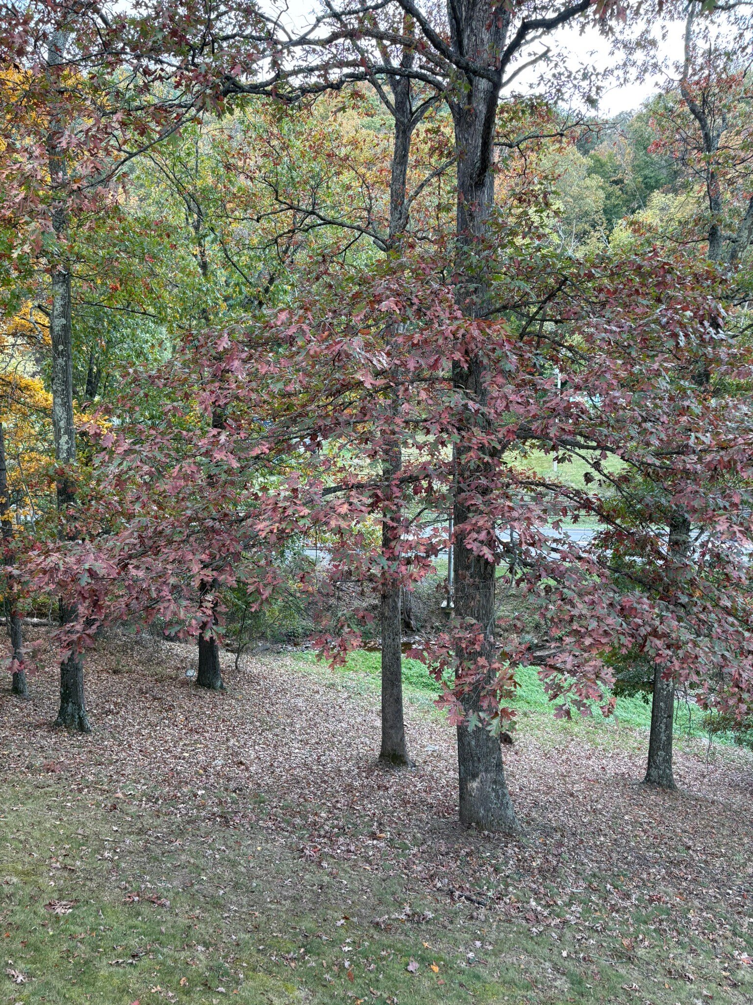 Koolwink Motel-官方