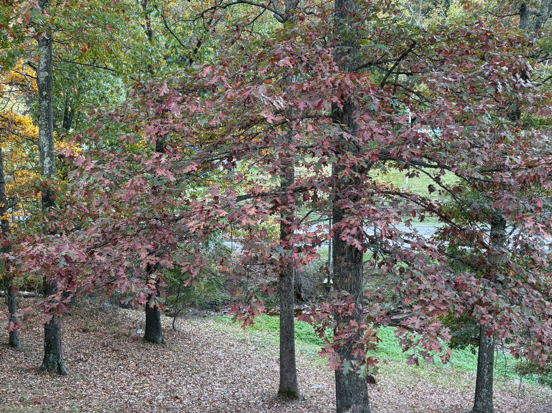 Koolwink Motel主图