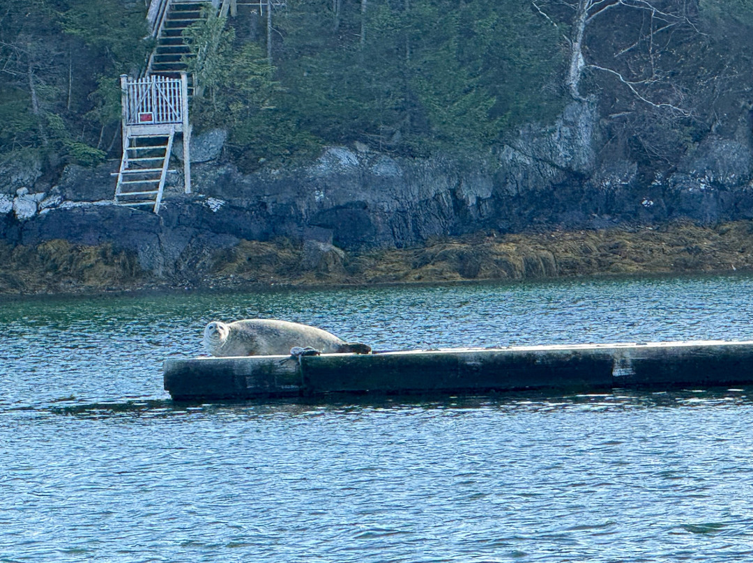 Sail Acadia-Southwest Harbor必去景点