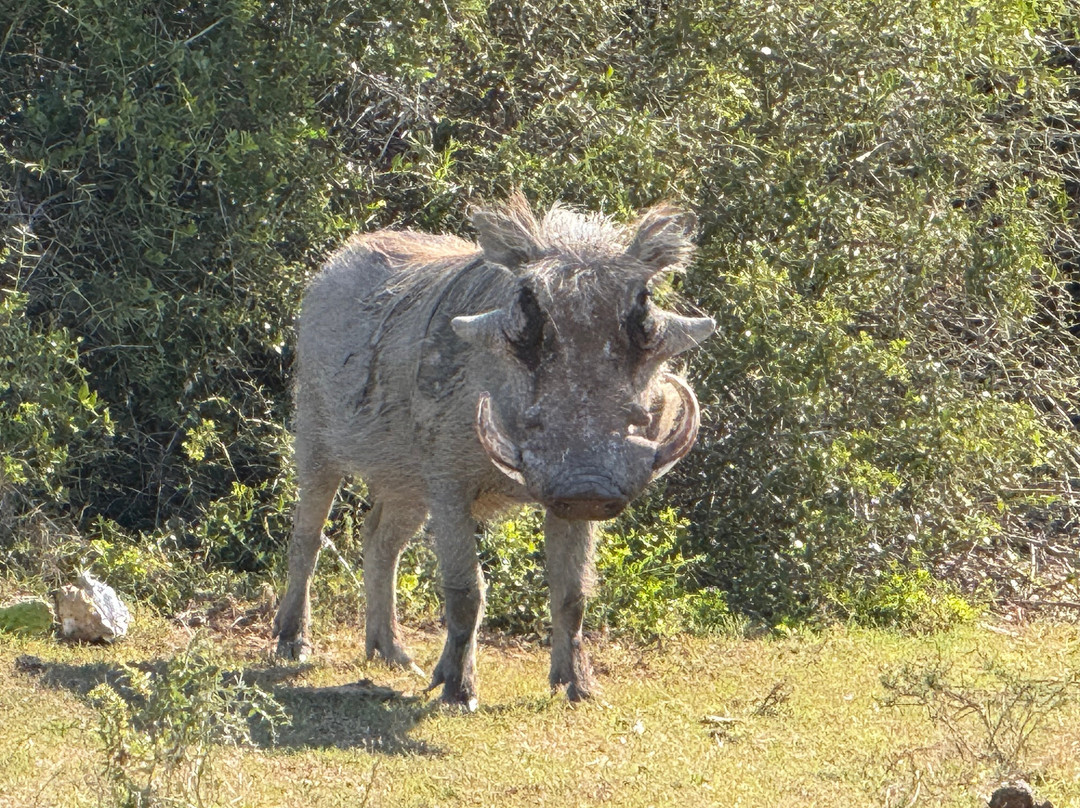 Schotia Tooth and Claw Safari-Addo Elephant National Park必去景点