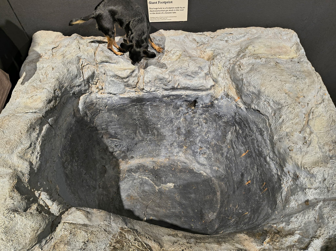 Mesalands Community College's Dinosaur Museum and Natural Sciences Laboratory-图克姆卡里必去景点