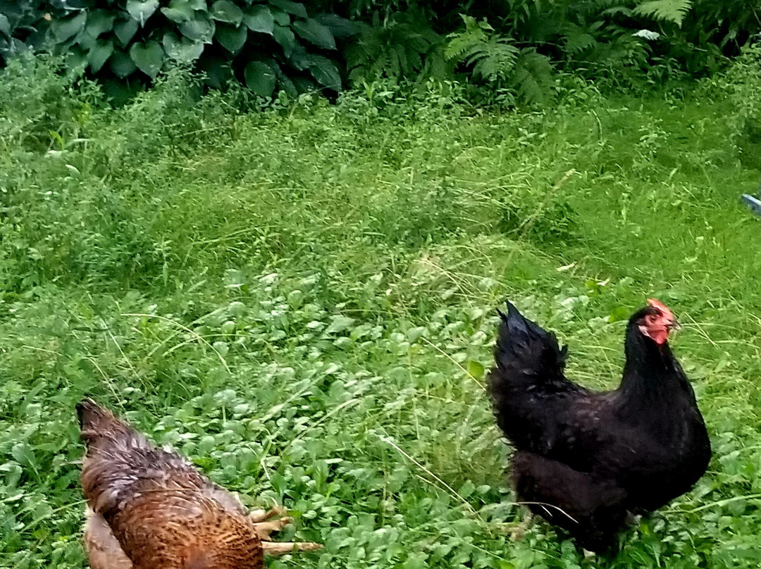 Timbercliffe Cottage Inn主图